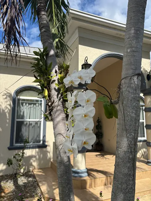 Family estate in Bodden Town!